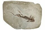 Fossil Salamander (Chelotriton) - Gračanica, Bosnia #278983-1